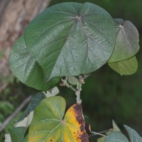 Hibiscus tiliaceus L.